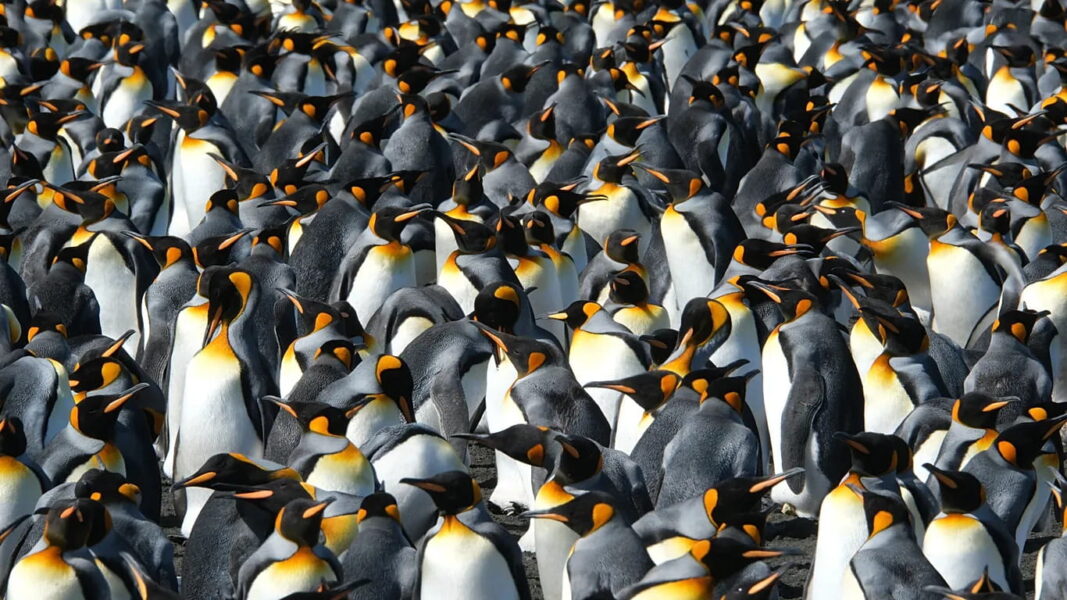 King penguins are getting a boost from climate change – but it might not be good news