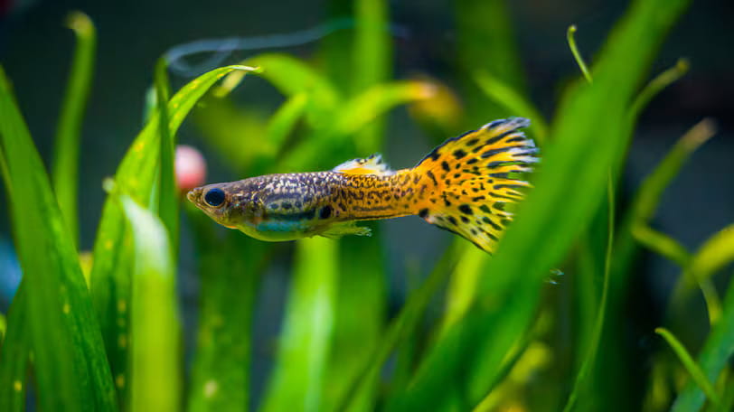 Biting back: Dubai releases predatory fish to curb rise in mosquitoes after heavy rain