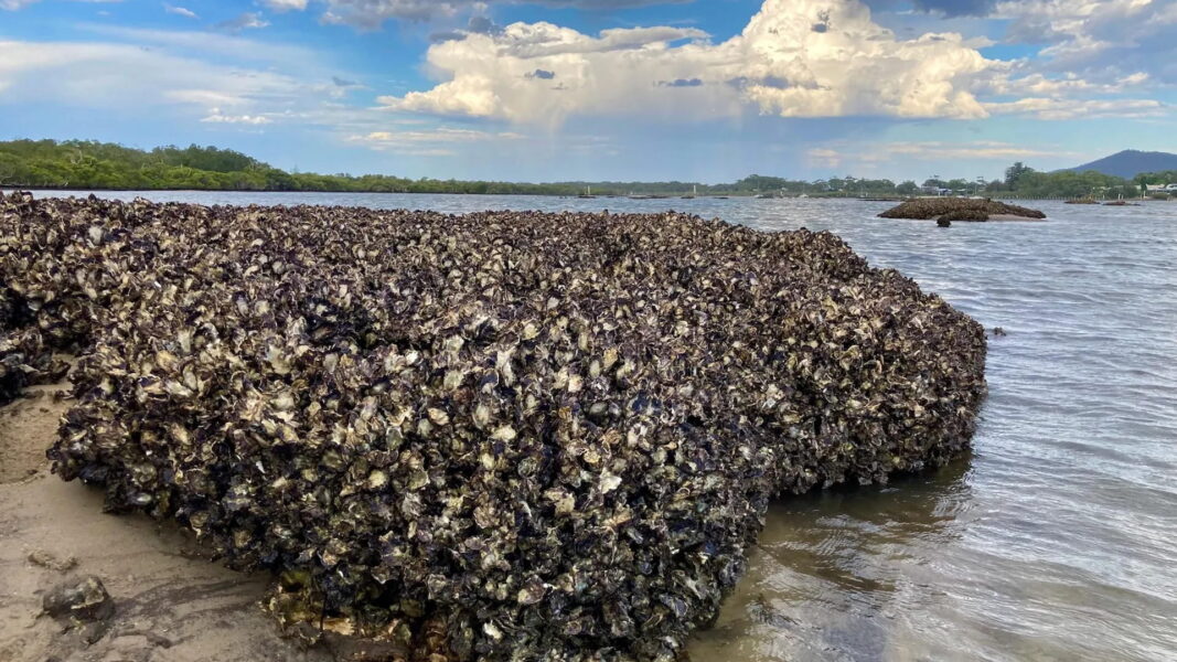 This simple design could save oyster reefs worldwide