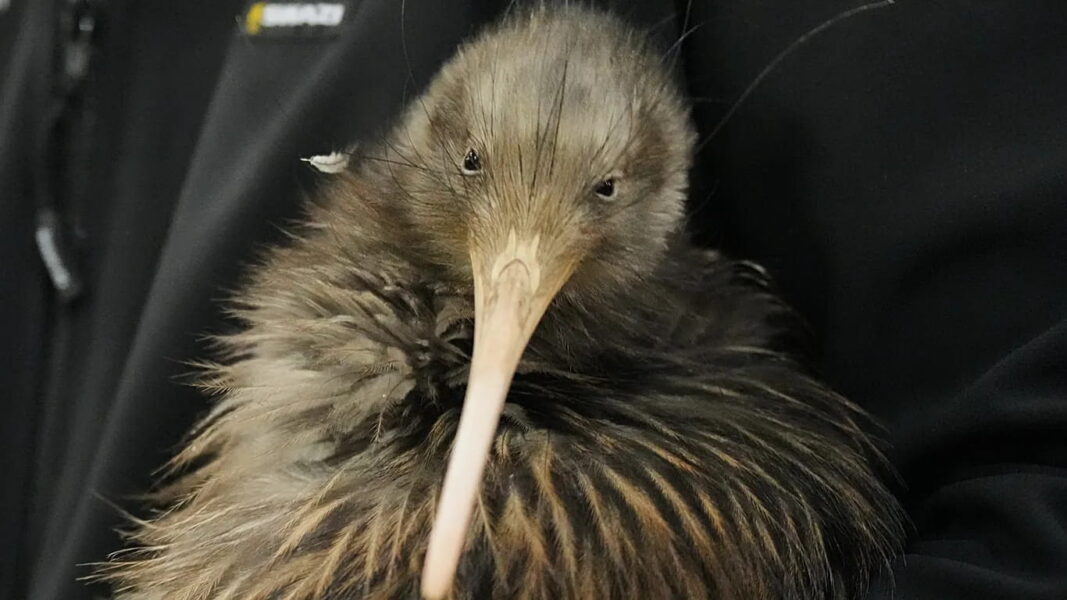 ‘This animal has given us a sense of identity’: Iconic kiwi birds return to New Zealand’s capital
