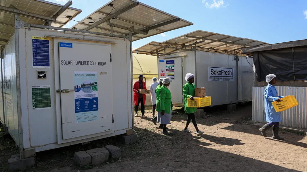 Solar-powered fridges are boosting farmers’ incomes by 50% while cutting food waste