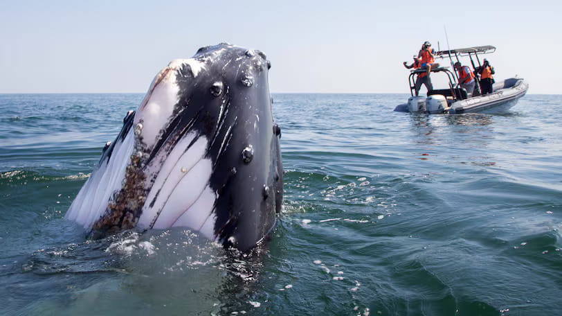 Endangered humpback whale tracked crossing Arabian Sea from Oman for first time