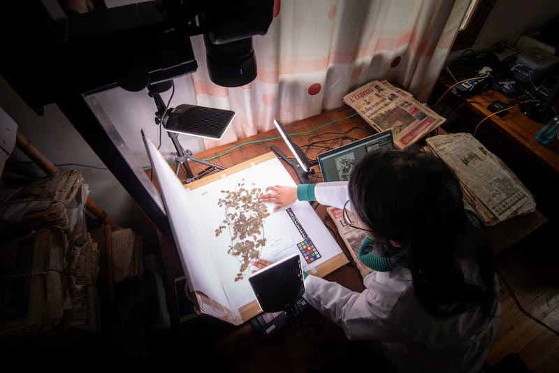 How AI is identifying millions of plant species in ‘biodiversity revolution’ to boost conservation