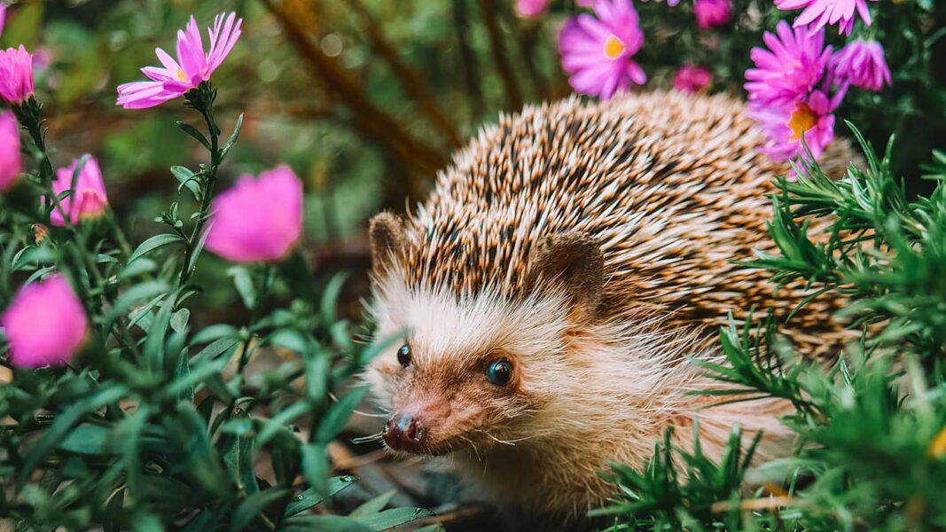 Shady spaces and cool dips: How to make your garden a haven for wildlife this summer
