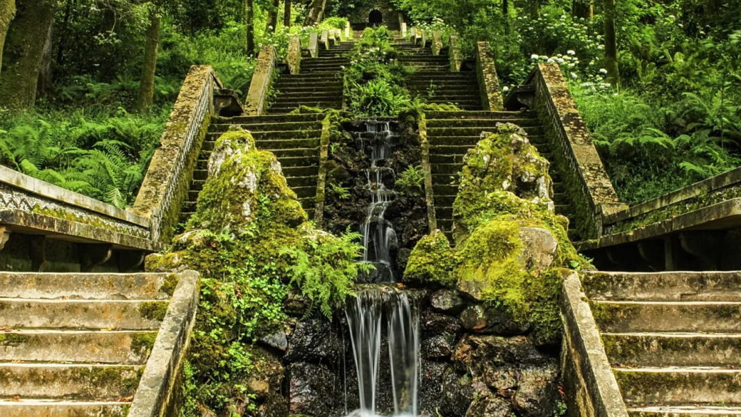There are only four certified ‘therapeutic forests’ in the world: One is now in Portugal