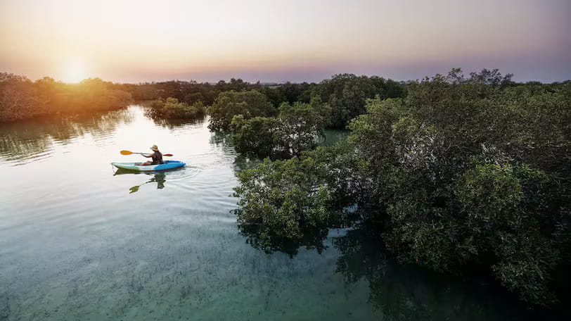 Environment agency launches digital observatory to monitor mangrove rehabilitation in Abu Dhabi