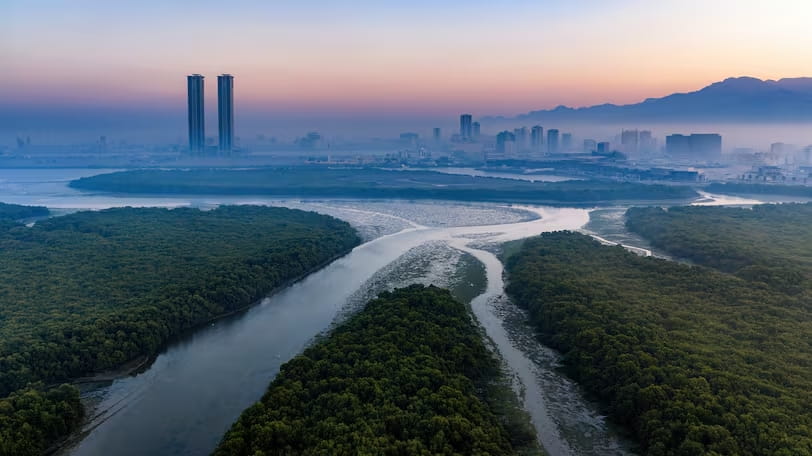 Middle East’s majestic mangroves captured in photography competition