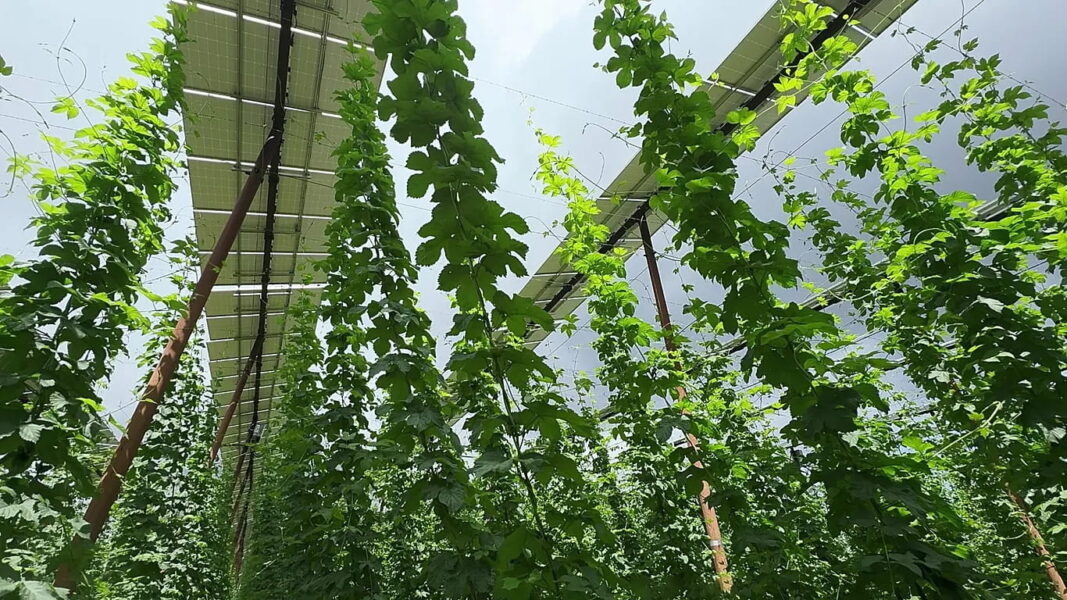 ‘Excellent profit’: Meet the Bavarian hop farmer securing his harvest and income with solar ‘hats’