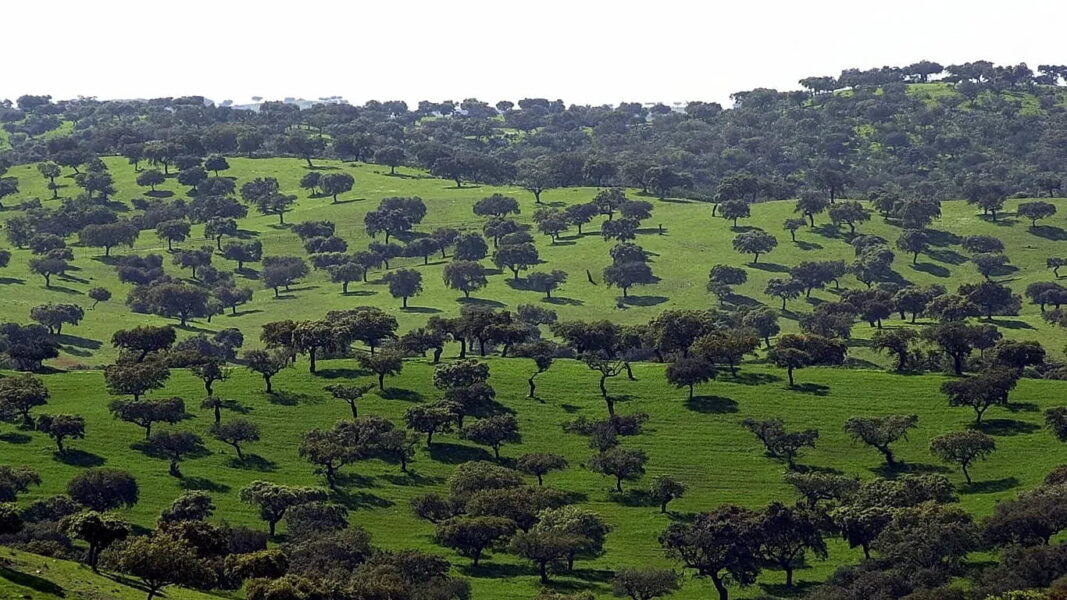 3,700 years young: Portugal is home to hundreds of ancient olive trees that outlive many generations