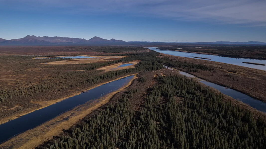 ‘Mini jungle’: Alaska is getting greener as the climate warms – with cascading effects