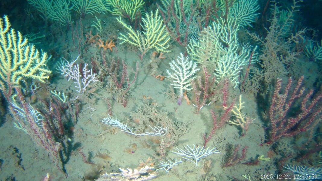 A coral reef thought dead for 60 years is teeming with life