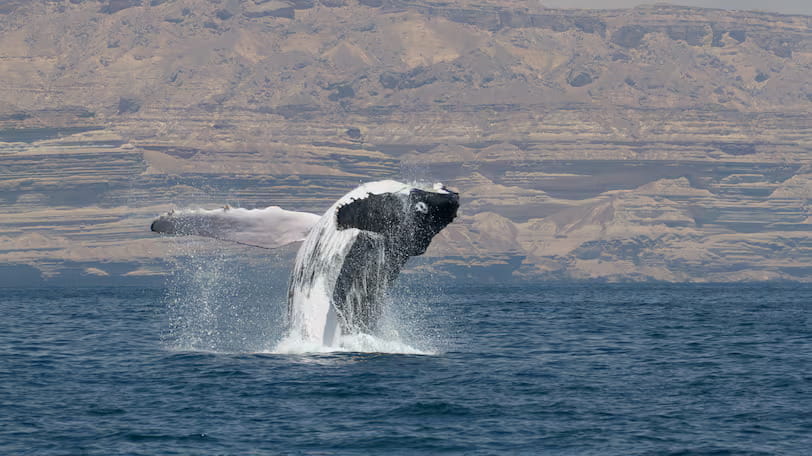 Arabian whales found to be genetically distinct from other humpbacks