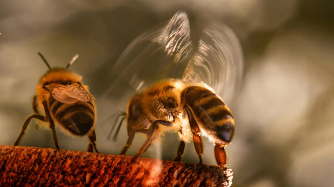 Honey bees are bullying other bees, scientists discover
