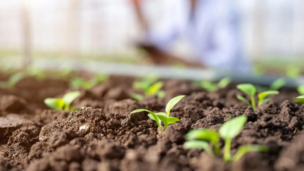 New soil test could reveal how soil microbes help feed plants